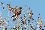 Red Shoulder Hawk Bosque NM Dec 2020